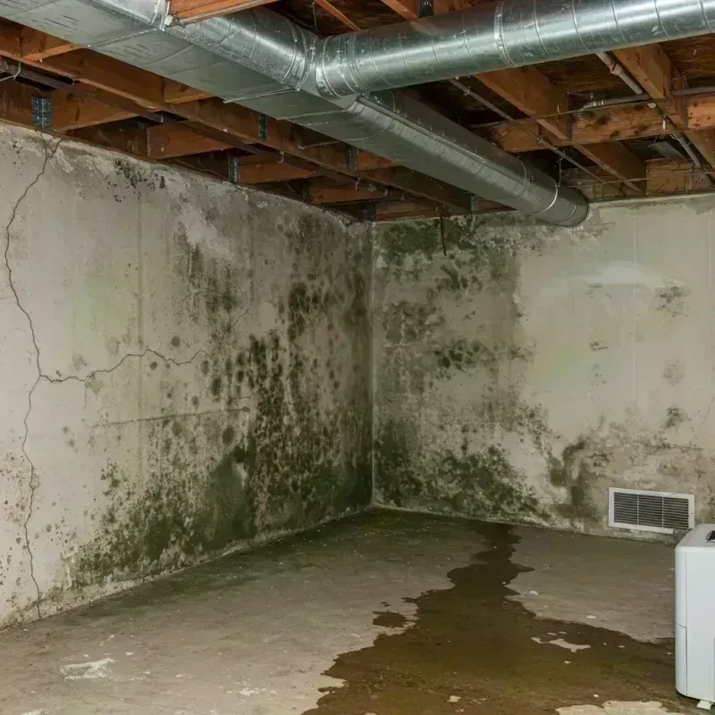 Professional Mold Removal in Grandwood Park, IL